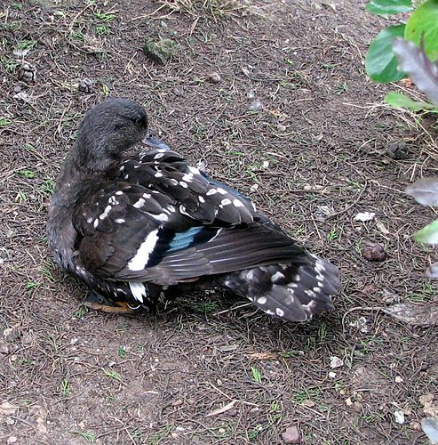 African black duck