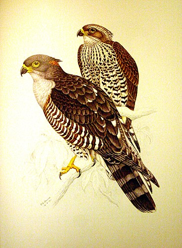 African cuckoo-hawk