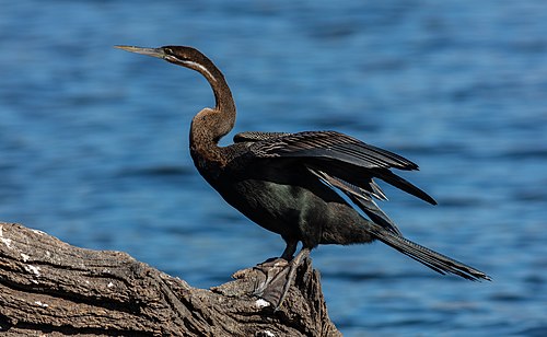 African darter