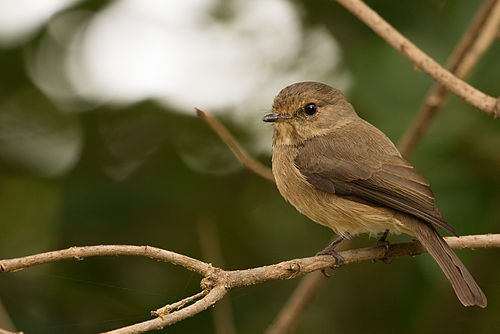 African dusky flycatcher