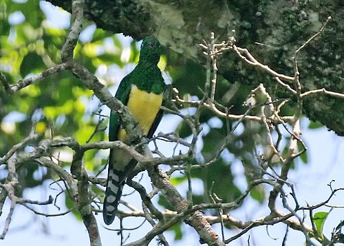 African emerald cuckoo