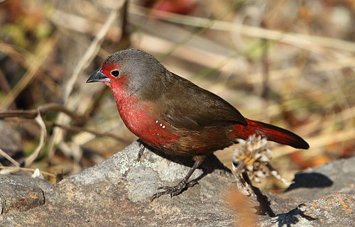 African firefinch