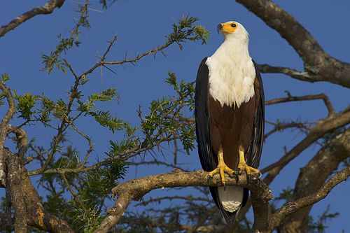 African fish eagle