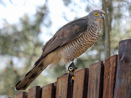 African goshawk