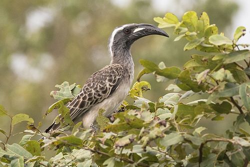 African grey hornbill