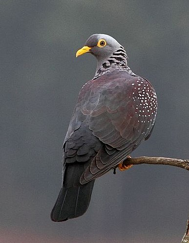 African olive pigeon