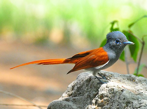 African paradise flycatcher