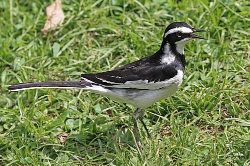 African pied wagtail