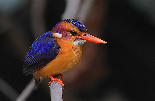 African pygmy kingfisher