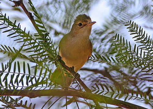 African reed warbler