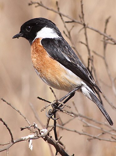 African stonechat