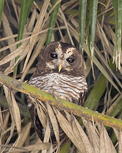 African wood owl