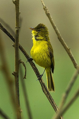 African yellow warbler