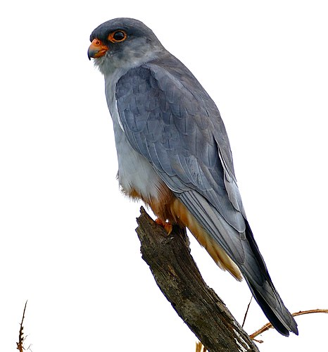 Amur falcon