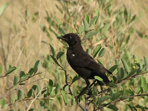 Ant-eating chat