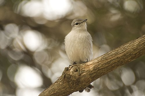 Ashy flycatcher