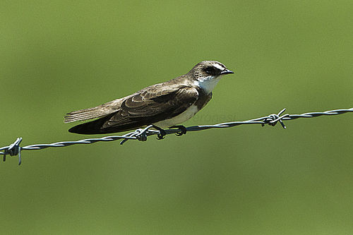 Banded martin