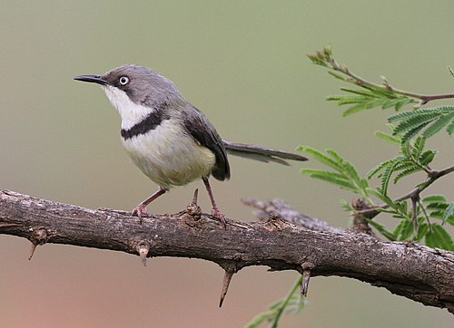 Bar-throated apalis