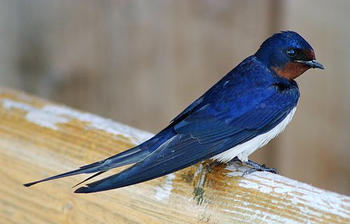 Barn swallow