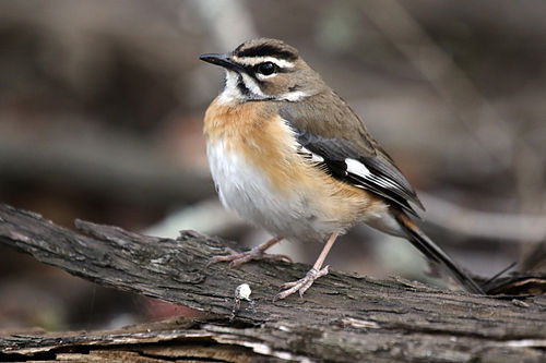 Bearded scrub robin