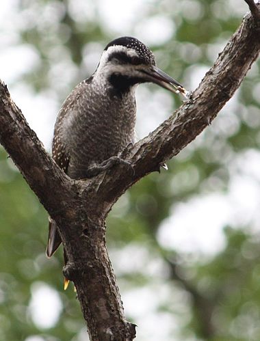 Bearded woodpecker