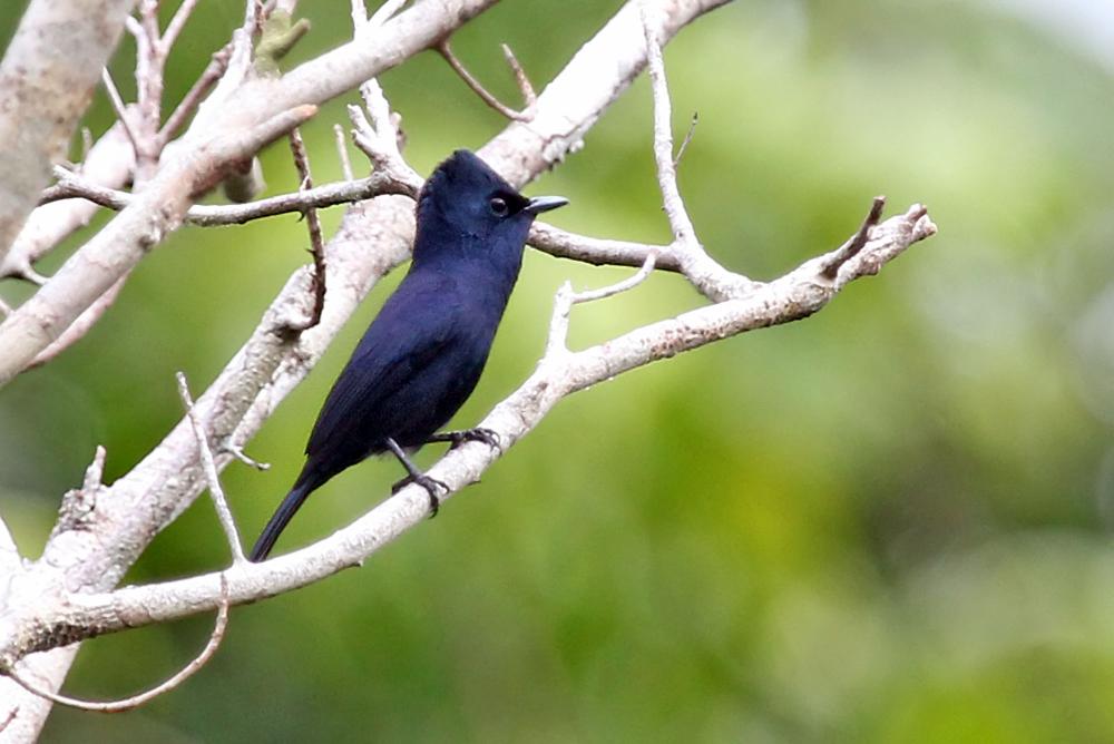 Biak black flycatcher