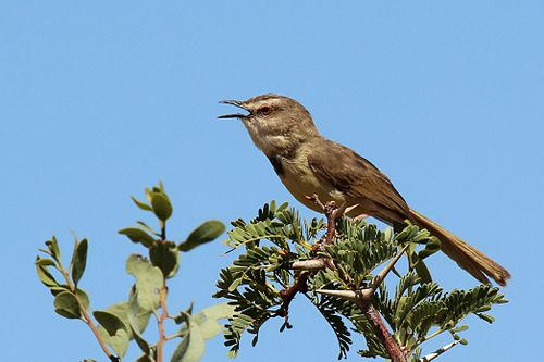 Black-chested prinia