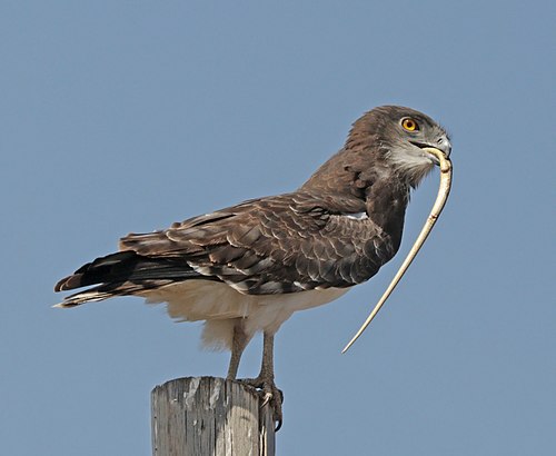 Black-chested snake eagle