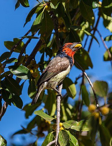 Black-collared barbet