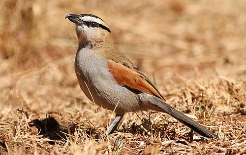 Black-crowned tchagra