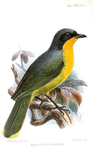 Black-fronted bushshrike