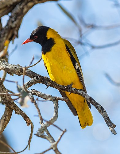 Black-headed oriole