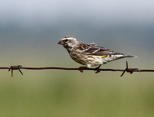 Black-throated canary