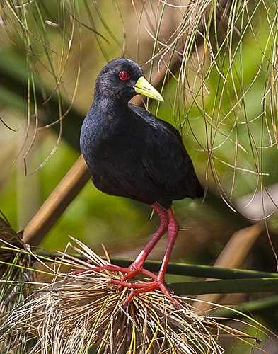 Black crake