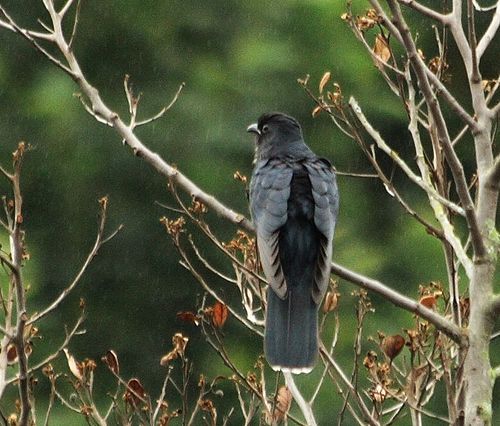 Black cuckoo