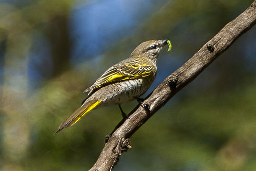 Black cuckooshrike