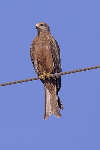 Black kite