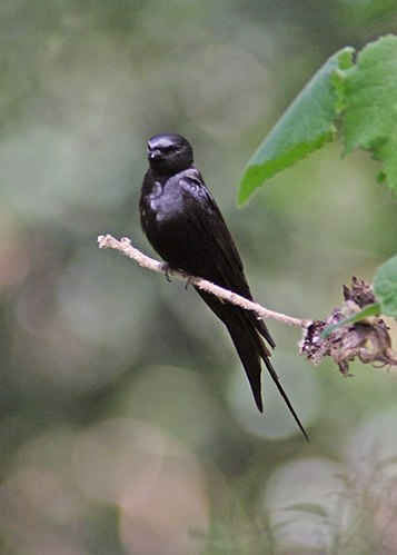 Black saw-wing