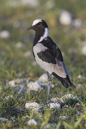 Blacksmith lapwing