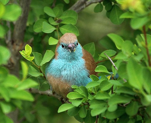 Blue waxbill