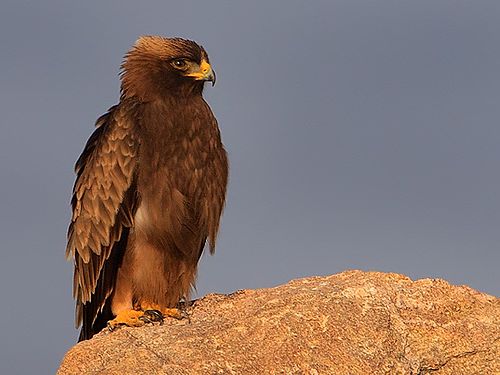 Booted eagle