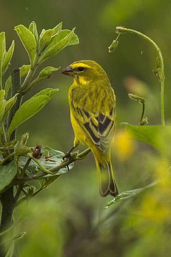 Brimstone canary