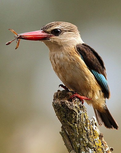 Brown-hooded kingfisher