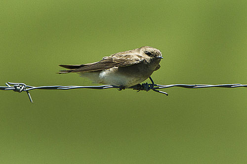 Brown-throated martin