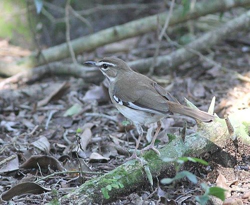 Brown scrub robin