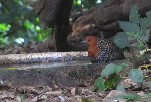 Buff-spotted flufftail