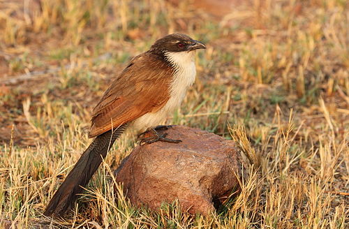 Burchell's coucal