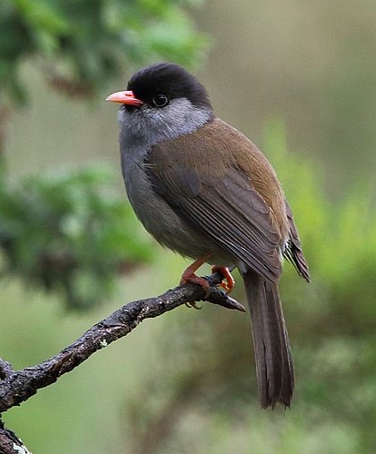 Bush blackcap