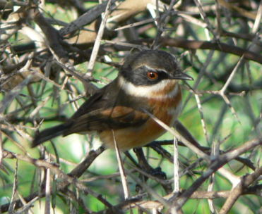 Cape batis