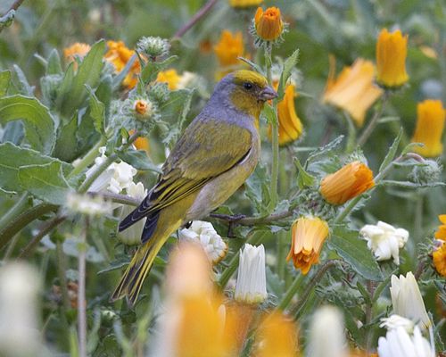 Cape canary